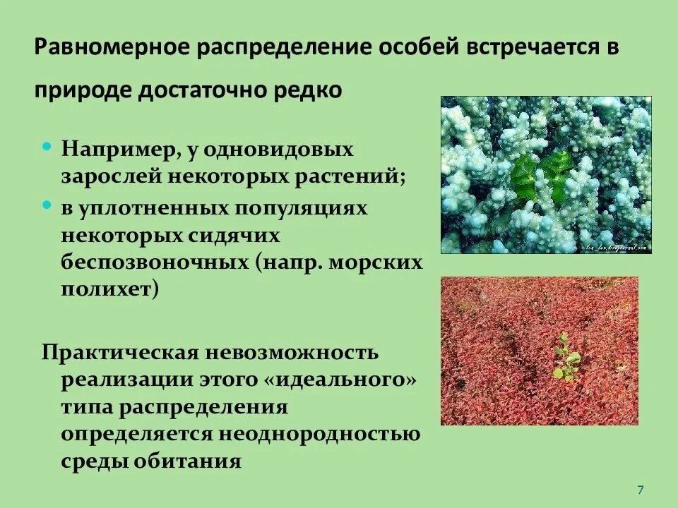 Структура популяции. Пространственная структура популяции. Равномерное распределение особей. Пространственная экологическая структура популяции. Популяция характеризуется структурой