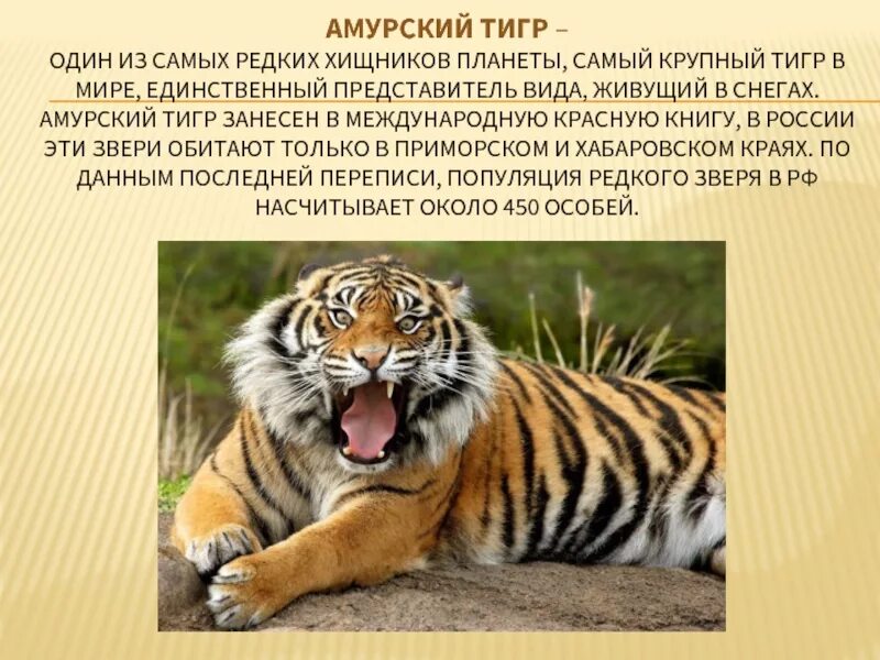 Сообщение об 1 животном из красной книги. Рассказ о животном из красной книги 4 класс окружающий мир. рассказ о животных из красной книги кратко. рассказ о животных красной книги 2 класс. красная книга россии. животные.
