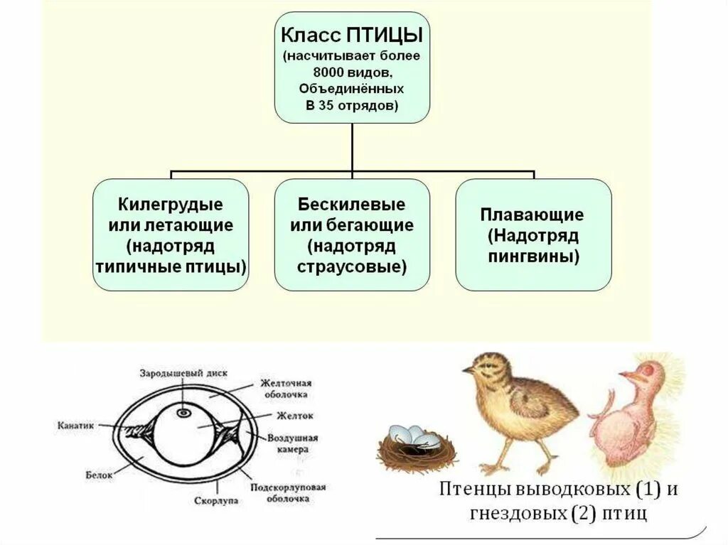 Класс птицы. Класс птицы представители. Выводковые и гнездовые птицы таблица. Схема выводковые и гнездовые птицы. Установите соответствие между группами и видами птиц