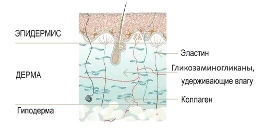 Вода в эпидермисе