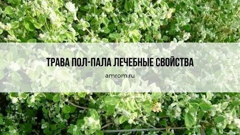 Как выглядит трава пол пола