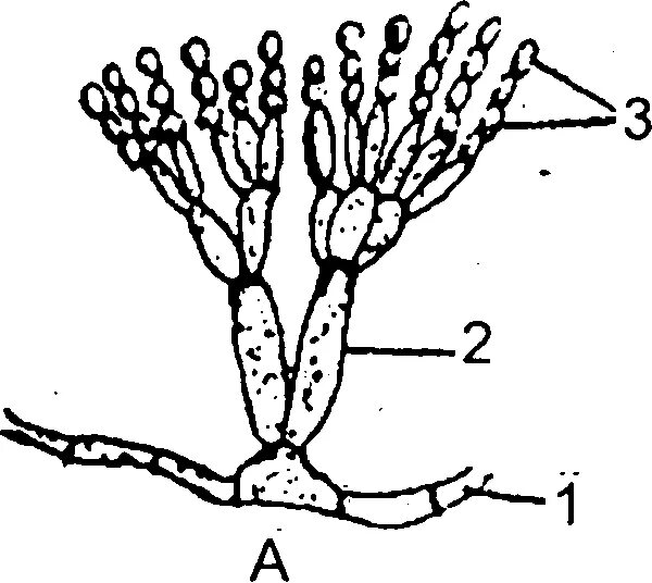 Пенициллин гриб строение. Мицелий грибов пеницилл. Пеницилл строение. Гриб пенициллиум строение. Мицелий гриба пеницилла