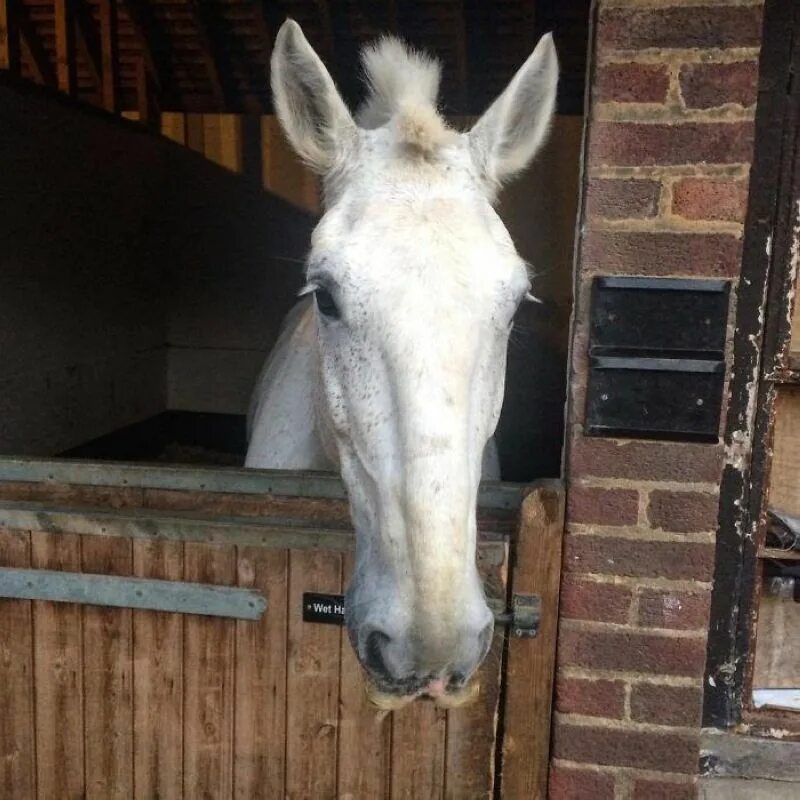 Конный спорт травмы. Счастливый конь. Конный спорт падения. Цыганская упряжная лошадь с усами. Радостная лошадь.