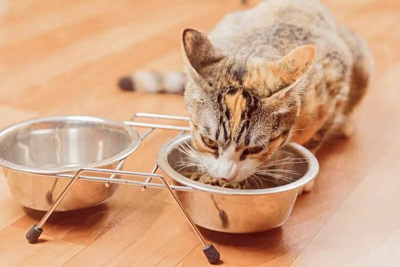 Feed your cat