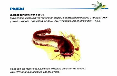 Форма тела сома
