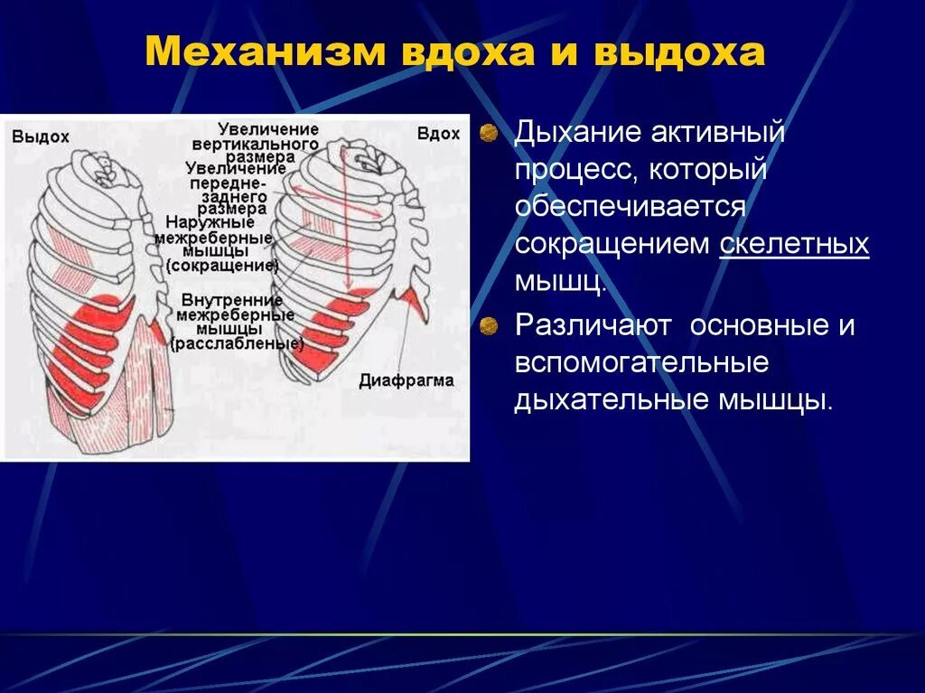 Дыхание мышцы вдоха и выдоха. Основные мышцы вдоха и выдоха. дыхательные мышцы вдоха и выдоха. вспомогательные дыхательные мышцы. мышцы осуществляющие вдох и выдох.