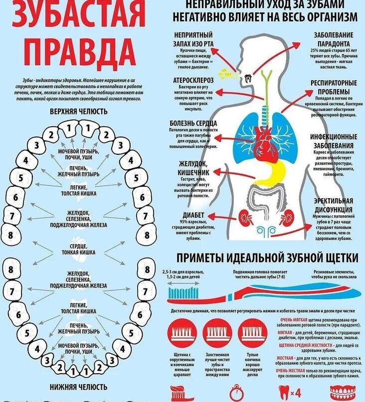 За какие органы отвечают зубы. Какой зуб отвечает за какой орган. Взаимосвязь зубов и органов. Взаимосвязь заболеваний зубов и органов. Правда воняет