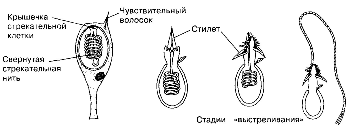 В каком слое находится стрекательная клетка. Стреууткльнын клетки строение. Строение стрекательной клетки кишечнополостных. Строение стрекательной клетки гидры. Стрекательные клетки медузы.