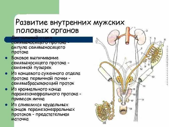 Развитие внутренних половых органов