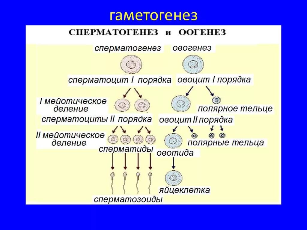 Последовательность этапов образования яйцеклеток