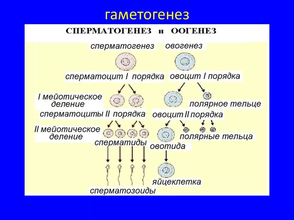 Таблица период Тип деления клеток сперматогенез овогенез. Таблица гаметогенез сперматогенез овогенез. Образование половых клеток (гаметогенез).биология 10 класс. Размножение сперматогенез и овогенез. Каким номером на схеме обозначена полярная тельцы