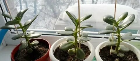 Как прищипывать денежное дерево