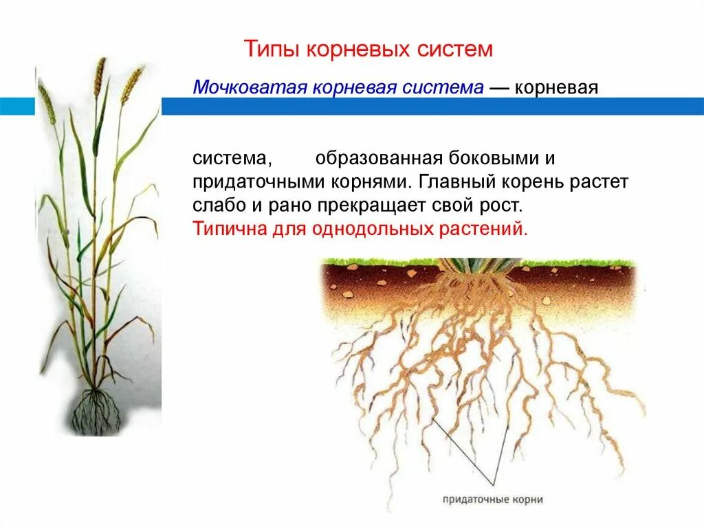 Растений имеют мочковатую корневую систему. Мочковатая корневая система это в биологии 6 класс. Класс Однодольные мочковатая корневая система. Корневая система 6 класс биология. Растения с мочковатой корневой системой.