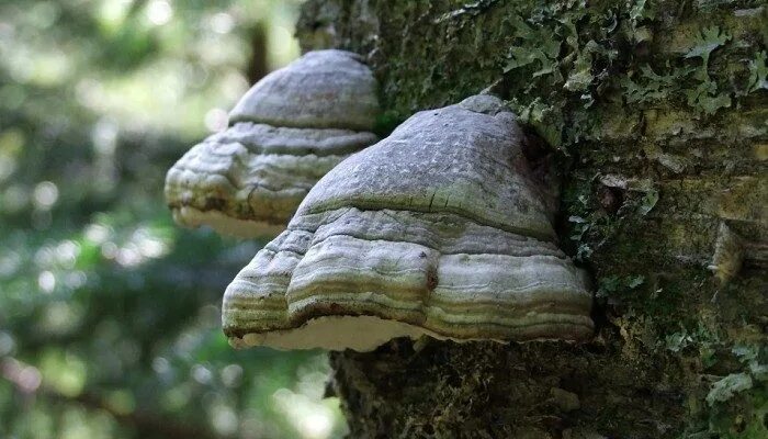 Трутовик лиственничный. Трутовик Швейница. Трутовый гриб. Fomitopsis officinalis. Трутовик царство