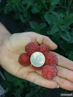 Глен малина описание