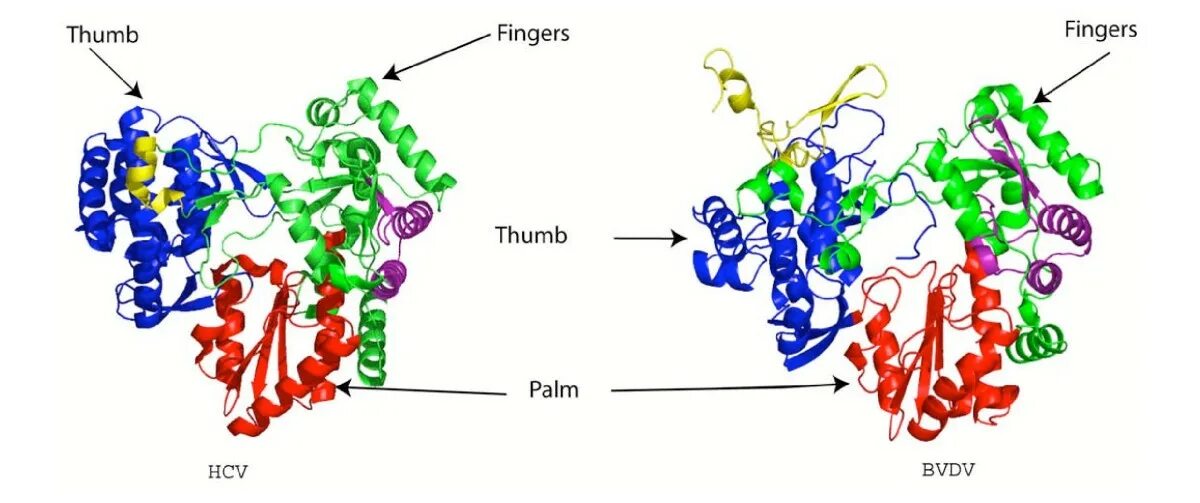 Hcv rna. Ns5b полимераза.