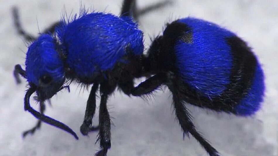 Blue ant. Rhytidoponera metallica. Blue ant. Голубые муравьи. Большой синий муравей.