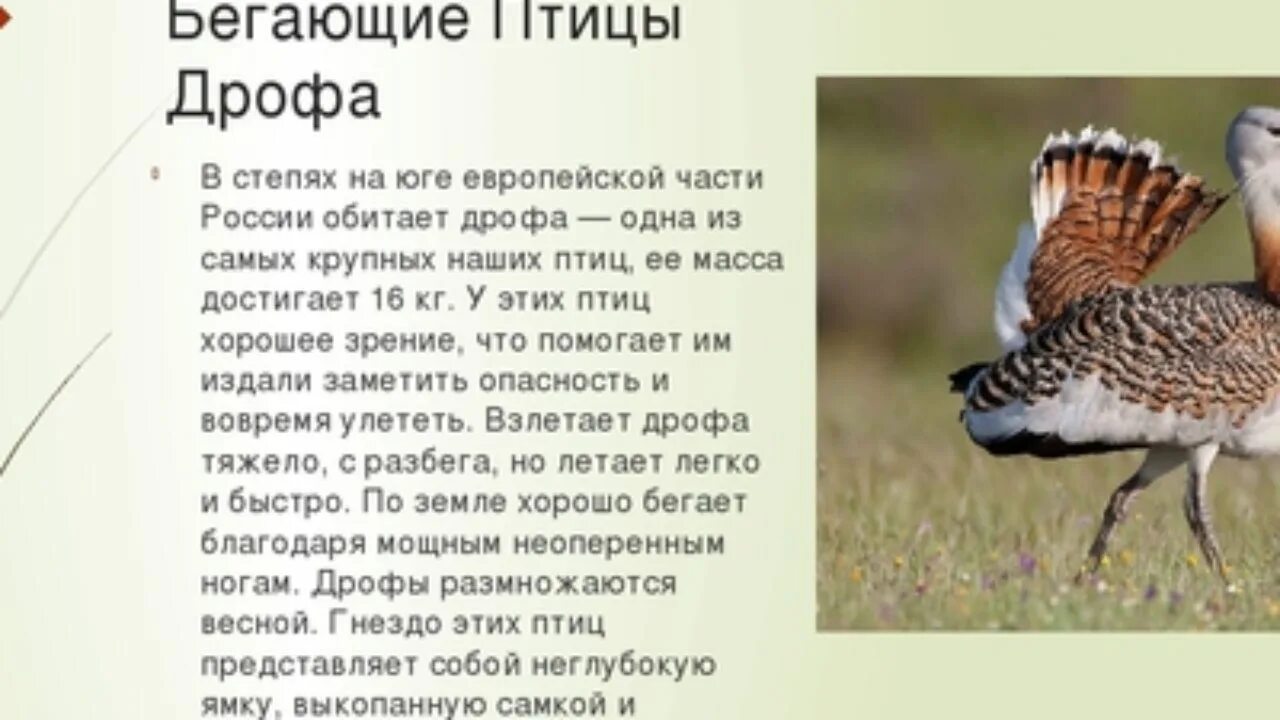 Сообщение о животном дрофа. Дрофа птица ареал обитания. птица дрофа краткое сообщение. крупная степная птица. сообщение о птице дрофа.