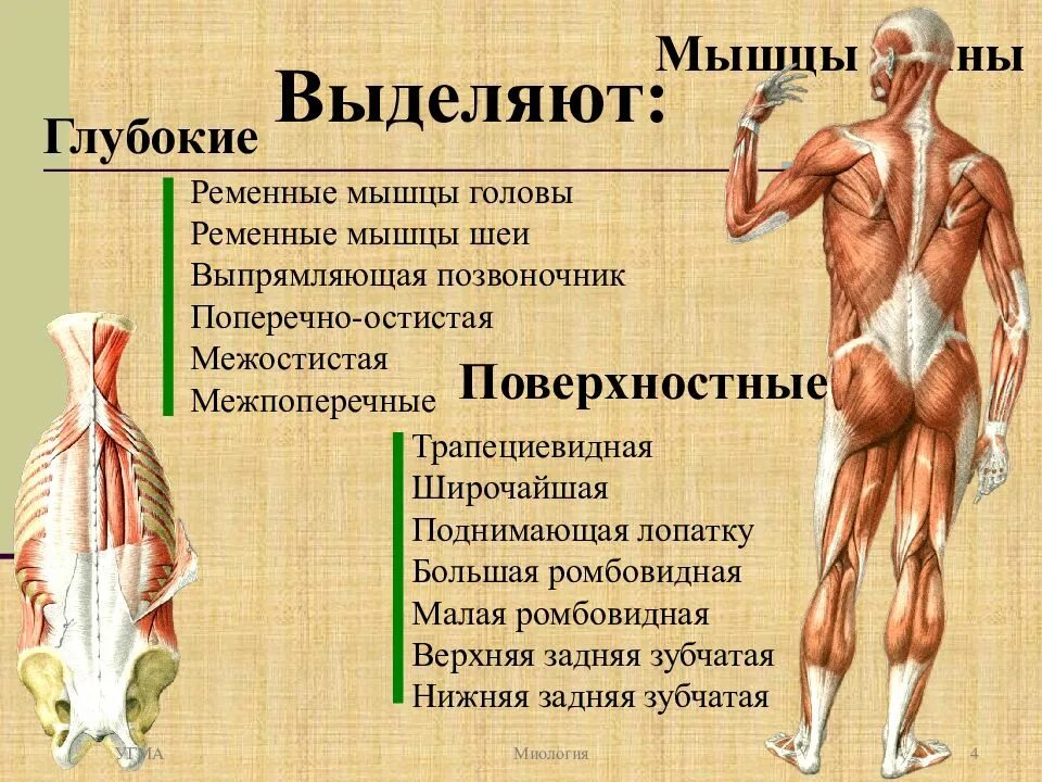 Назовите функции мышц. Мышцы спины топография и функции. Миология поверхностные мышцы спины.