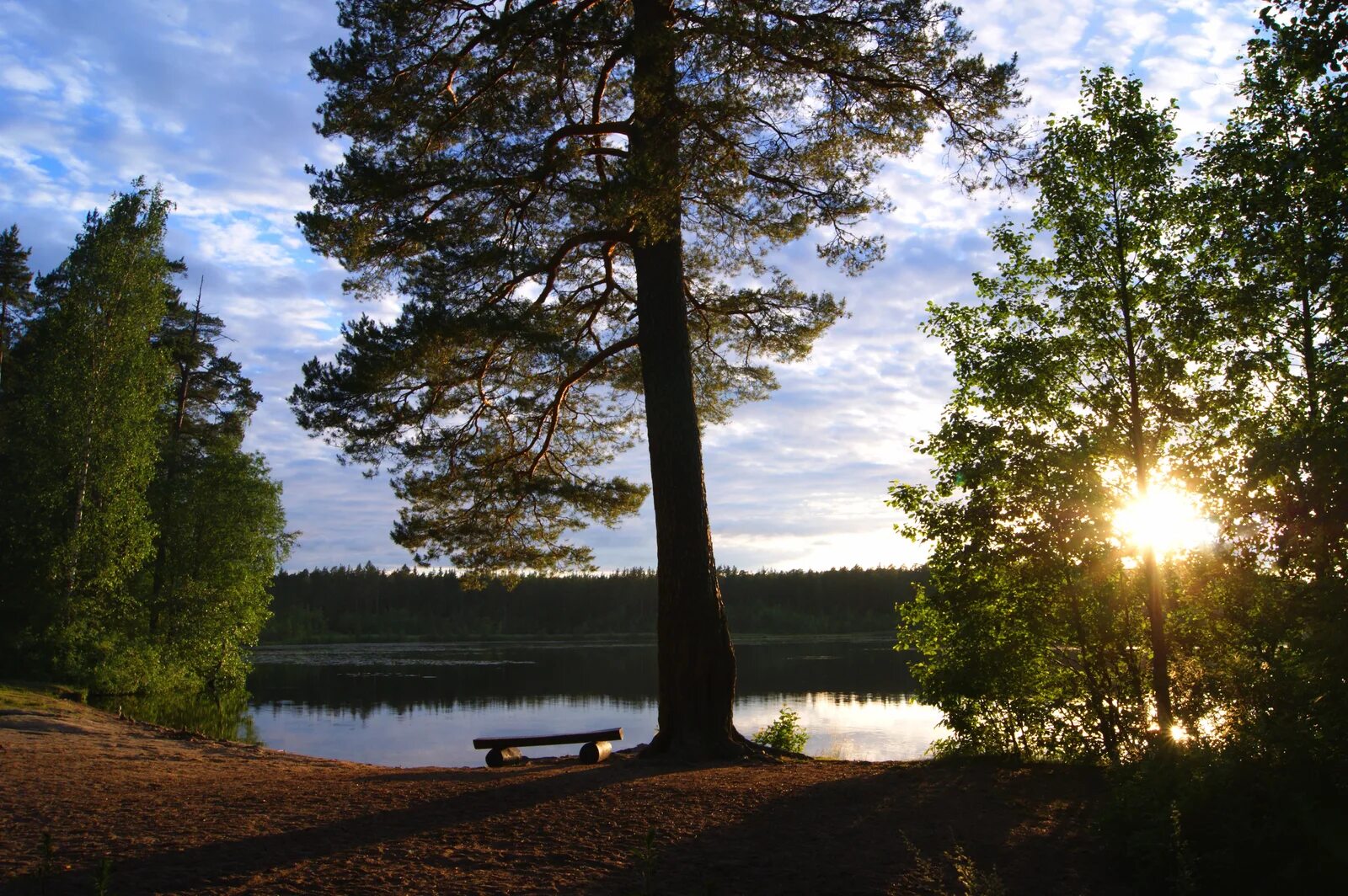 Комарово, посёлок комарово. Комарово. Поселок комарово ленинградская. Травина комарово и репино. Комарово.
