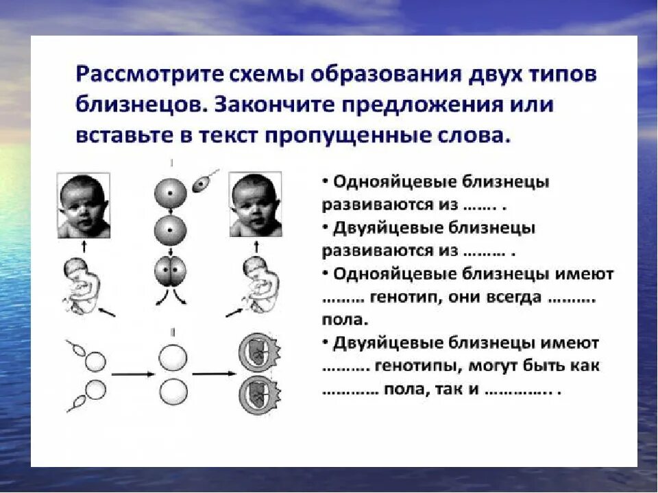 Близнецовый метод в генетике человека