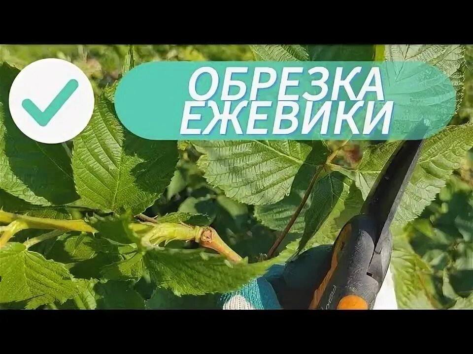 Как обрезать ежевику на зиму видео. Как обрезать ежевику на зиму видео