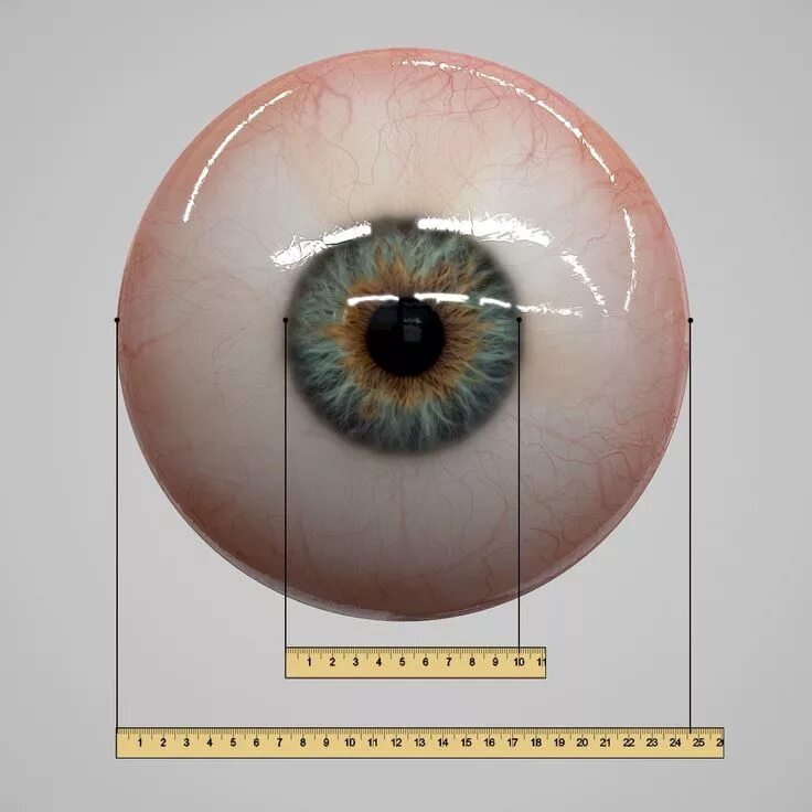 Как выглядит глаз в разрезе Eye Model Diagram