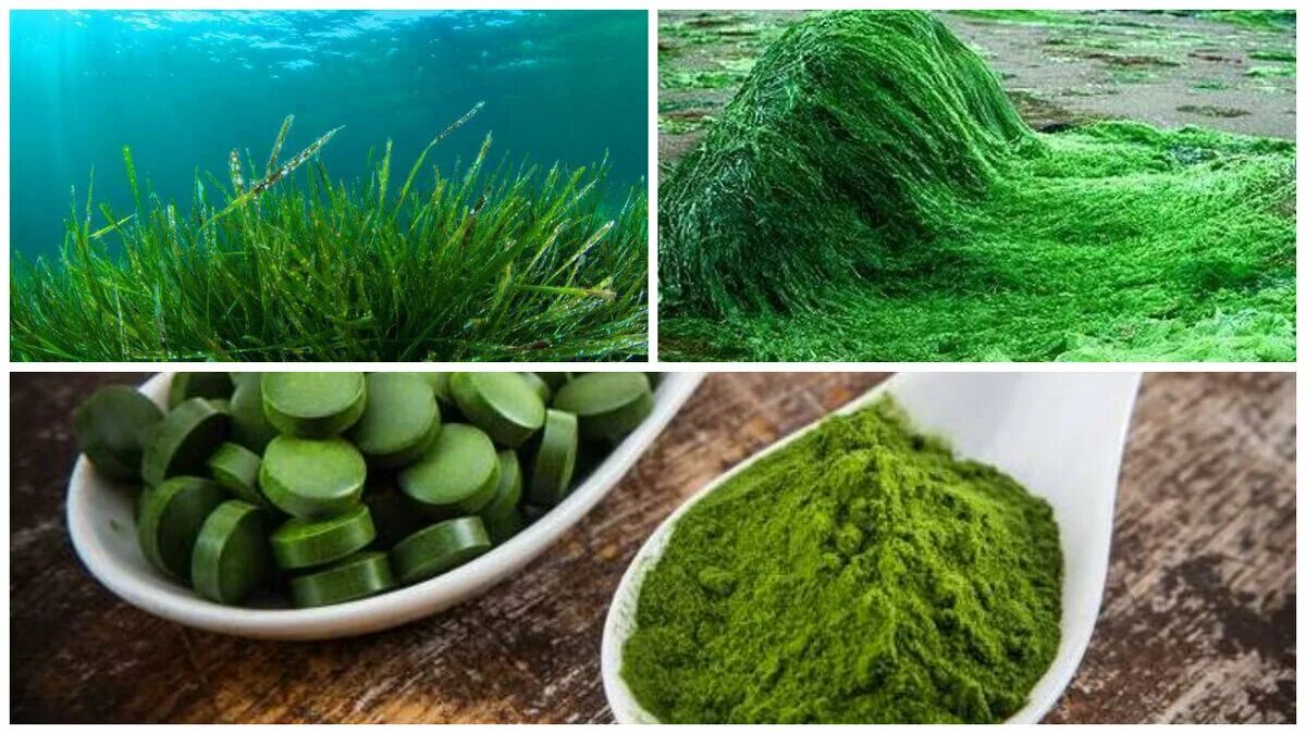 Водоросли в промышленности. Spirulina водоросль. Спирулина хлорелла ламинария. Спирулина и хлорелла. Синезеленая водоросль спирулина.