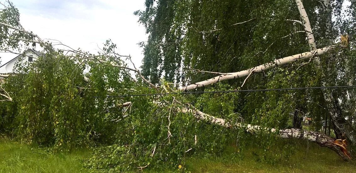 Деревья провода. Сосна на проводах. Просека вл 110 кв. Высоковольтная линия 10 кв. Проводы над деревьями.