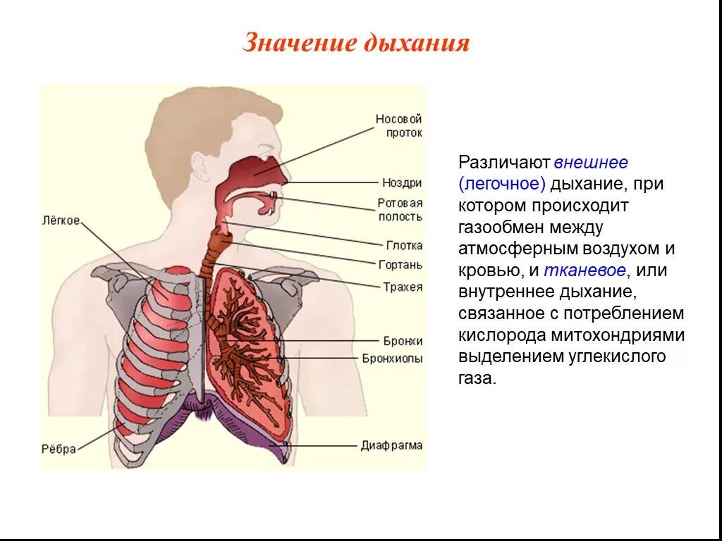 Воздух из гортани попадает в. Строение дыхательной системы человека. Строение системы органов дыхания анатомия. Дыхательная система трахея анатомия. Схема дыхательных путей.