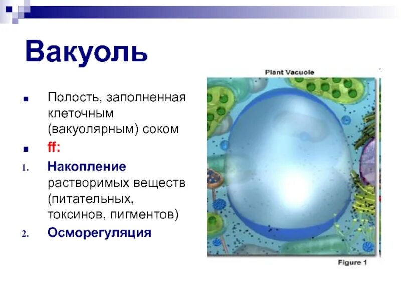 Крупная вакуоль растительной. Вакуоли прокариот функции. Строение вакуоли. Вакуоли у эукариот. Вакуоль растительной клетки.