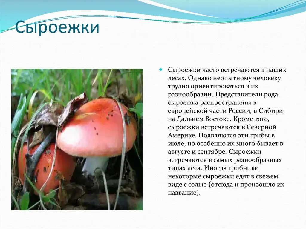 Сыроежка сообщение. Сыроежка презентация. сыроежка доклад. рассказ про сыроежку. сыроежки съедобные и несъедобные.