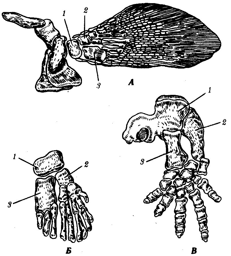 Скелет кистепёрой рыбы. Строение плавника кистеперой рыбы. Скелет плавника латимерии. Скелет конечности кистеперой рыбы. Скелет парных конечностей