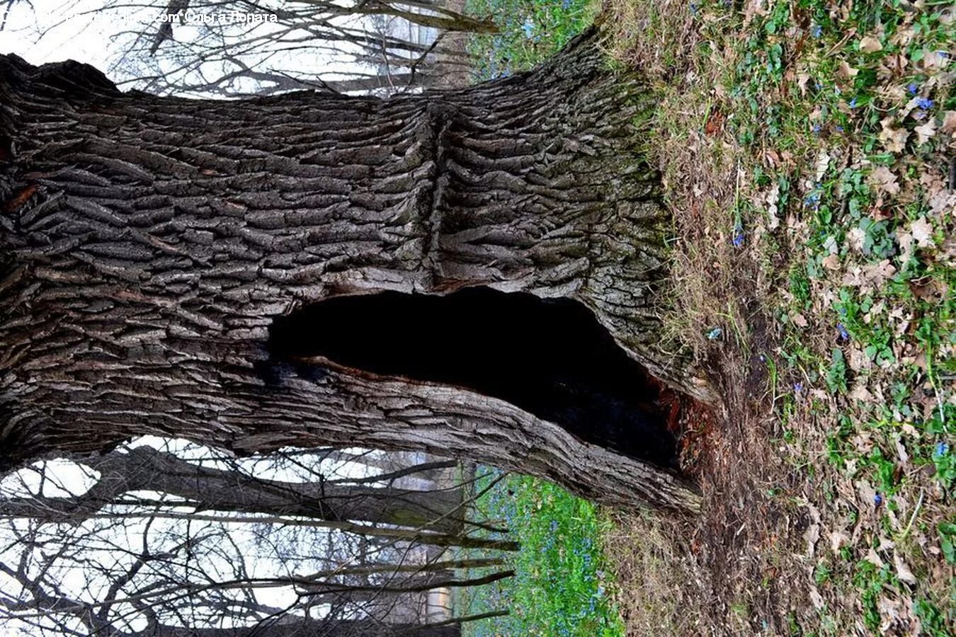 Дупло старого дуба. Дерево с дуплом. Дерево с дуплом. Ствол дерева с дуплом. Ветви дуба.