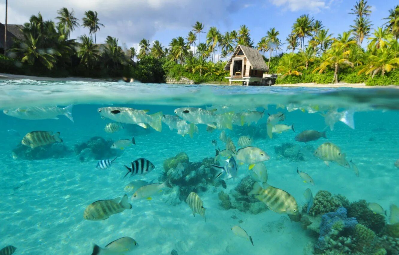 Island вода