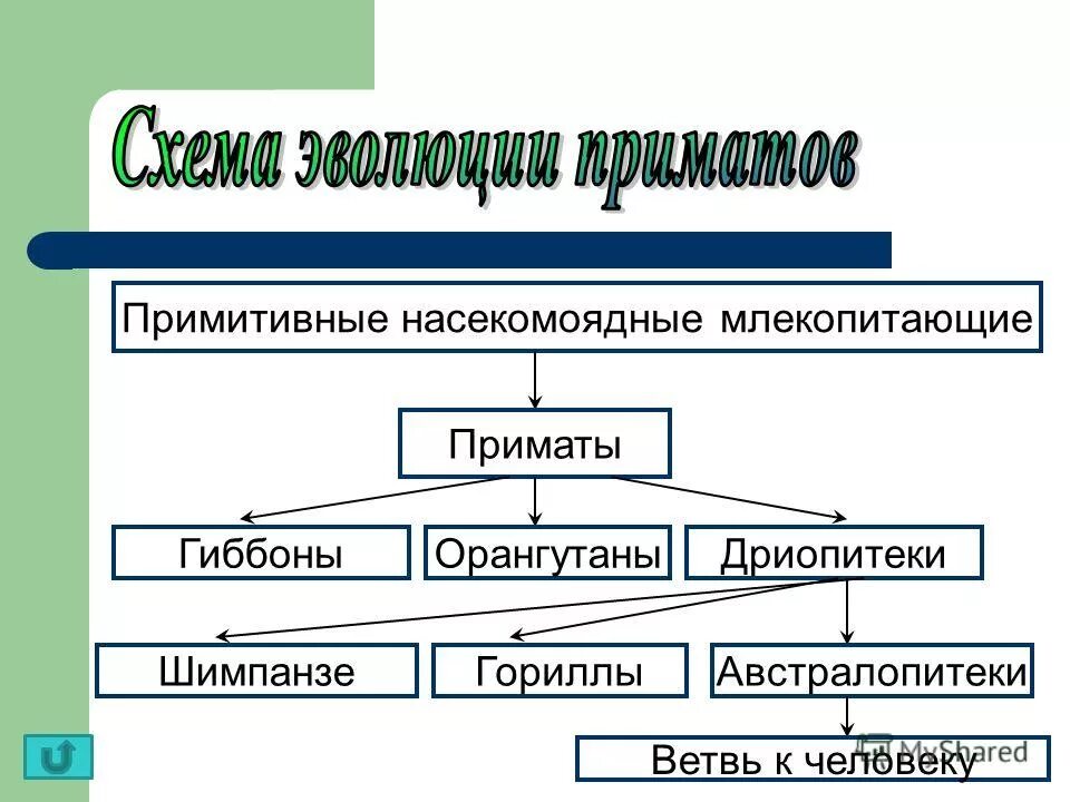 этапы эволюции приматов