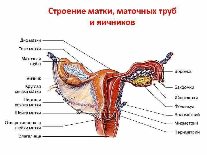 Строение женских органов картинки