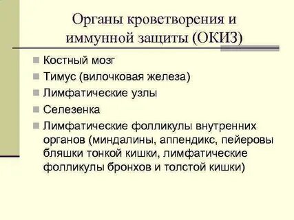 Органы кроветворения