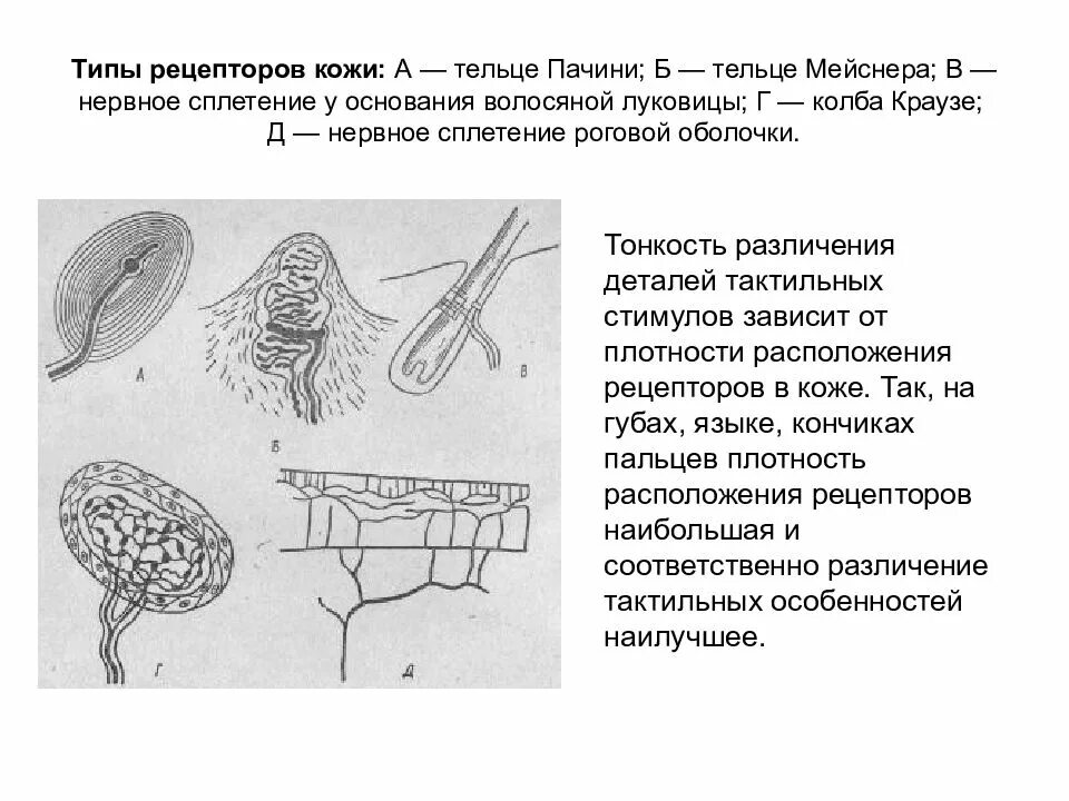 Рецептор кожи проприорецепторы анализатор. Тельца Мейснера Рецептор кожного анализатора. Краузе тельца Мейснера. Тельце Пачини тельце Мейснера Рецептор кожи.