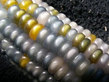 Glass corn