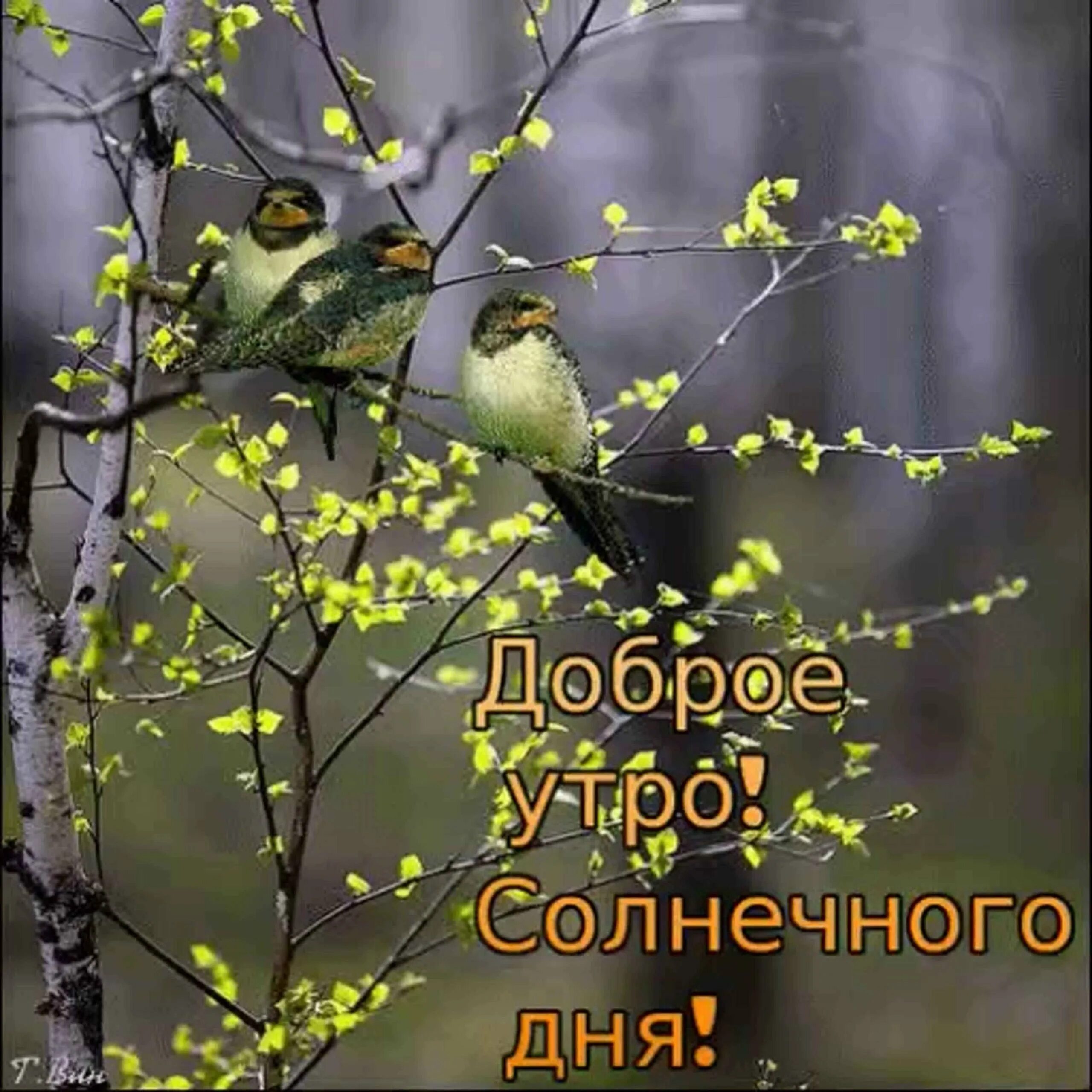 Мартовское утро картинки с надписями и пожеланиями. Доброготвеченнего дня. Доброго весенненнго дня. Открытки хорошего дня весенние. Доброго весеннего дня.
