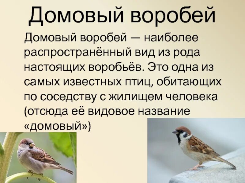 Воробей какой вид. Домовой Воробей описание. Описание воробья. Домовой Воробей птица.