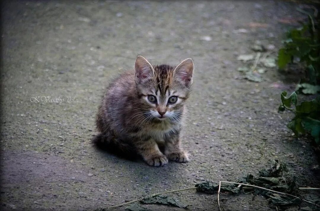 Брошенный котенок. Бедный котик. Маленький брошенный котенок. Брошенные маленькие котята. Брошенный котенок.