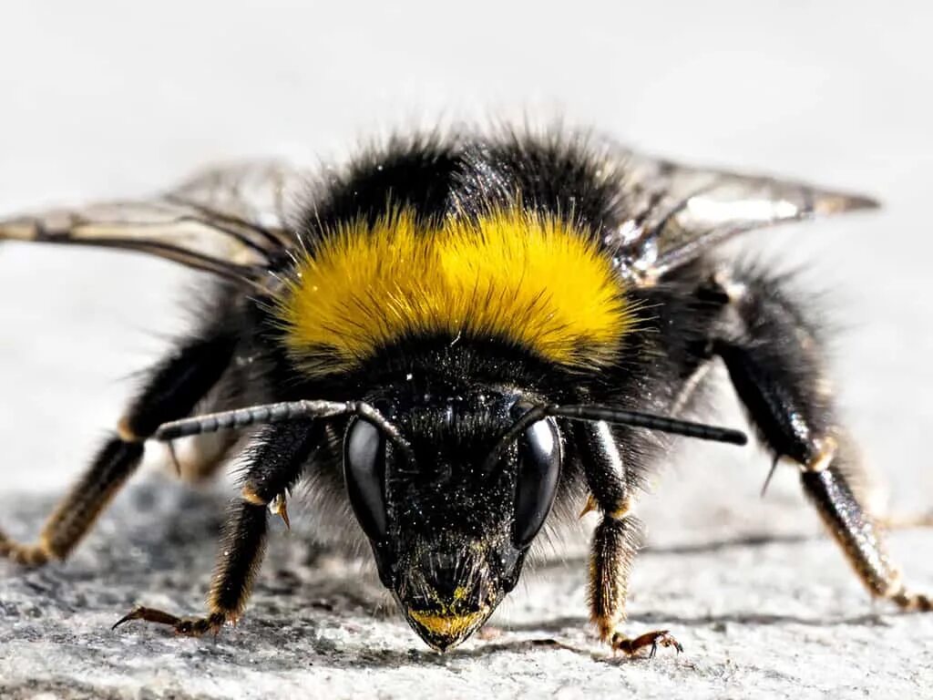 Шмель отшельник. Bumblebee nature Шмель. Bombus glacialis. Черный мохнатый Шершень.