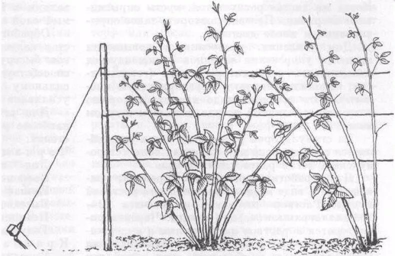 Как правильно посадить ремонтантную малину. Подвязка ремонтантной малины. Малина Кумберленд на шпалере. Подвязка малины Кумберленд. Подвязка кустов ремонтантной малины.