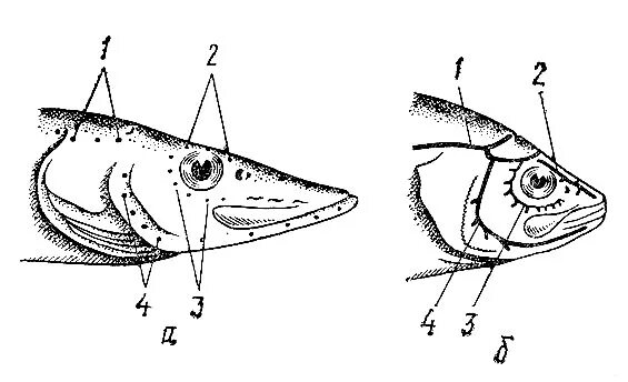 Внешнее строение рыбы щуки. Топография внутренних органов щуки. Строение головы растительноядной рыбы. Топография внутренних органов окуня. Строение рыбьей головы.