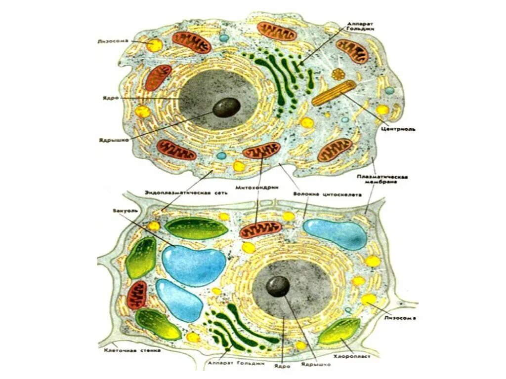 Строение растительной и животной клетки 9 класс биология. Животная клетка строение рисунок 5 класс. Строение клетки многоклеточного животного. Строение растительной и животной клетки. Строение клеток рисунок 5 класс