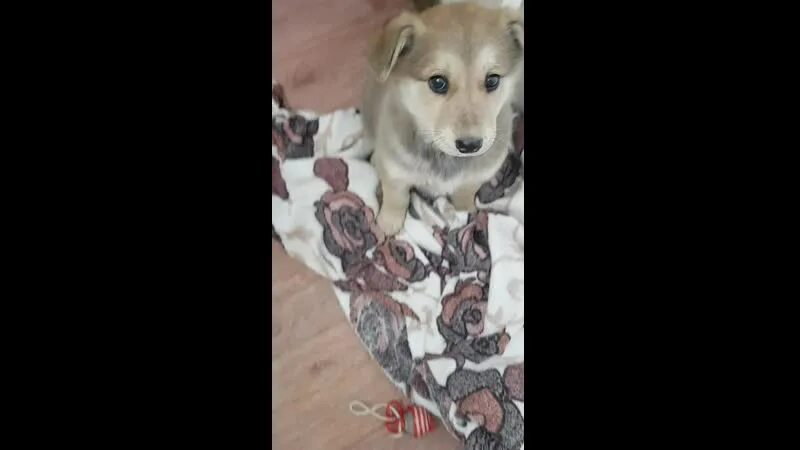 Собака скулит без причины. Собака держит голову на бок. вероника скулит собака. ангелина собака скулит прикол. ангелина собака скулит.