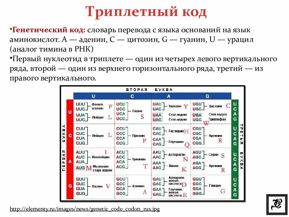 Длина генетического кода. Триплетность генетического кода. Генетический код Биосинтез белка 10 класс. Код триплетен. Таблица генетического кода по биологии.