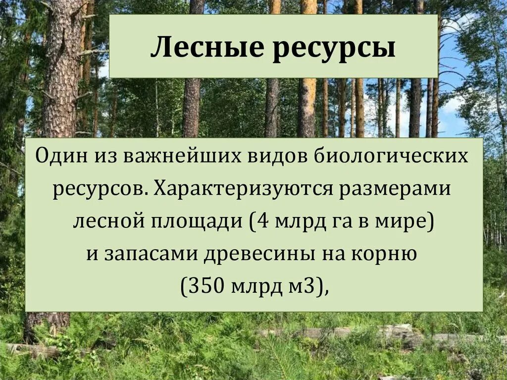 Карамасский лес марий эл. Мушаньер озеро в марий эл. Озера национального парка марий чодра. Водные богатства республики марий. Природные богатства республики марий эл.